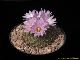 Gymnocactus knuthianus 3418